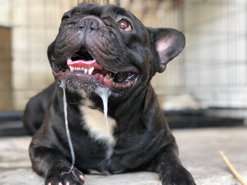 Curiosidades sobre la saliva de los perros