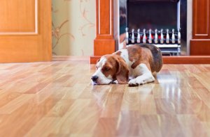 Los peligros del suelo laminado para los perros: ¿cuál es el ideal?