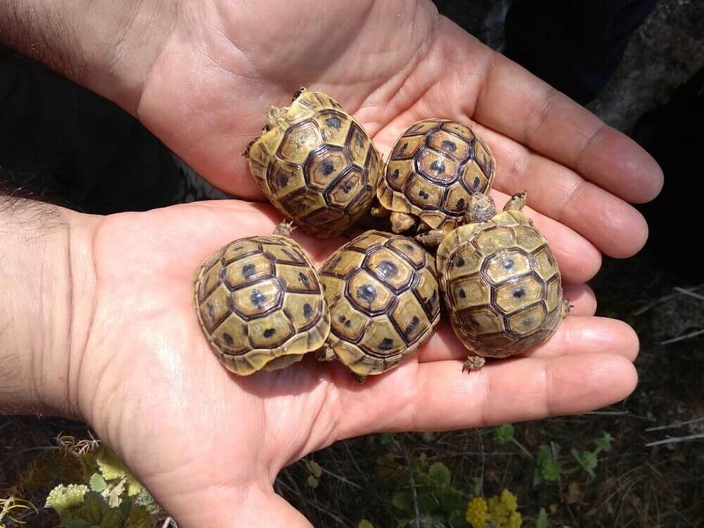 Ejemplares de tortuga mora en las manos