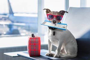 6 consejos para viajar en avión con tu mascota
