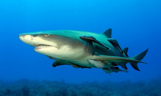 Los tiburones son curiosidades del mundo marino.