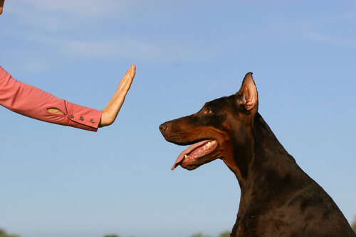 Adiestramiento para perros.