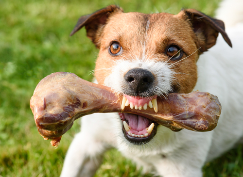 Agresión en los perros relacionada con la comida