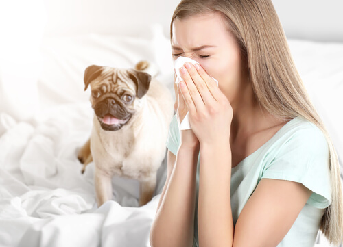 Alergia a perros por dormir en la misma cama