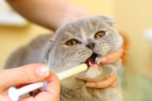 Alimentando a un gato con cáncer que no tiene apetito