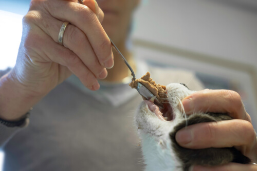 Alimentando a un gato desnutrido