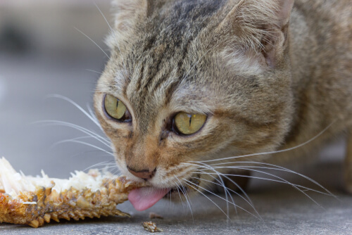 Alimentar a tu gato con pescado
