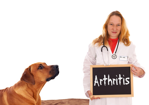 ¿Sirven los collares de cobre en la artritis en los perros?