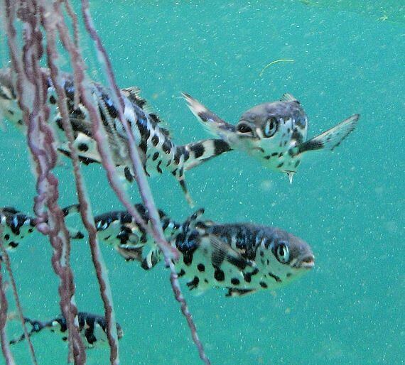 Los peces Nomeus gronovii son animales comensales. 