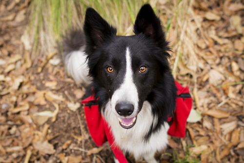 Border collie en el campo, uno de los perros aptos para senderismo