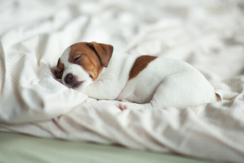 yatakta yorganın arasında uyuyan yavru köpek