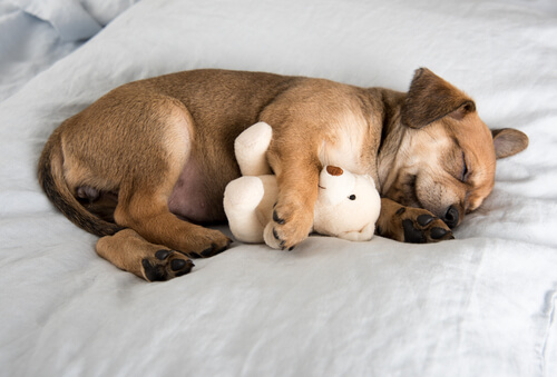 oyuncak ayısıyla uyuyan yavru köpek
