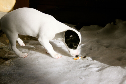 Un cachorro encuentra un cigarrillo en el suelo.