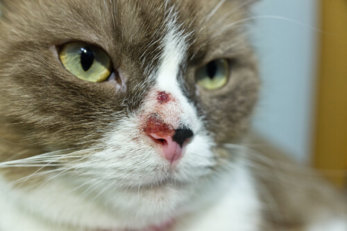 Cáncer de piel en felinos: causas y tratamiento