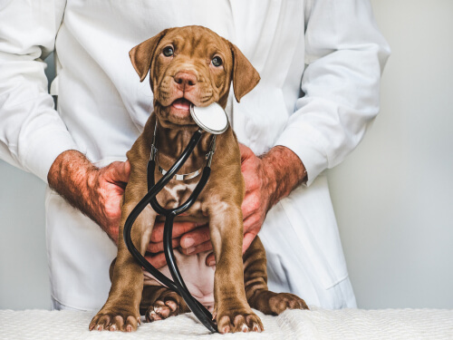 Chequeo de salud para tu cachorro: ¿es importante?