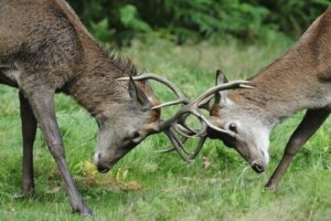 La competitividad entre especies no carnívoras