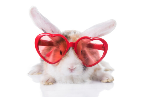 Conejo con gafas