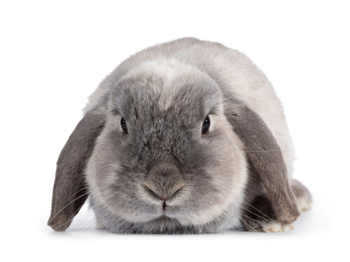 Conejo con orejas colgantes: consejos para su cuidado
