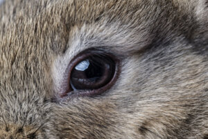 Conjuntivitis en conejos: causas y tratamientos