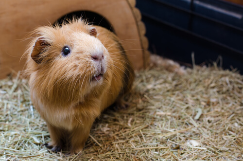 Una cavia nella sua gabbia