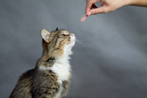 ¿Cómo puedes reconocer a un gato desnutrido?