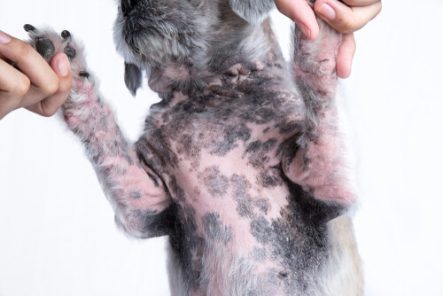 Tratamientos para dermatitis alérgica en perros