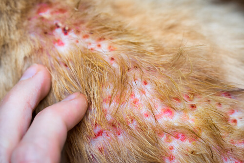 Dermatitis en la piel del perro