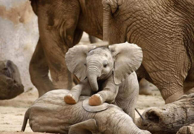 Elefante bebé en cautividad jugando