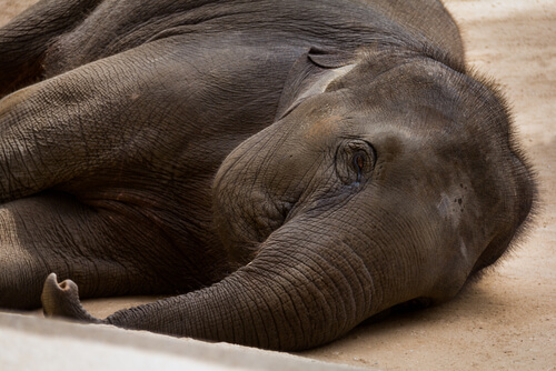 Elefante enfermo tumbado en el suelo.