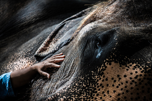 Elefante enfermo por herpesvirus.