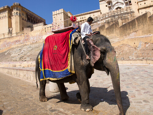 Elefantes en cautividad en India
