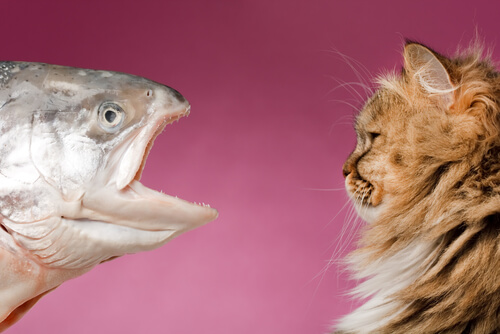 Alimentar a tu gato con pescado: ¿es bueno?