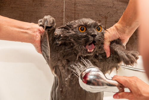 Persona bañando a su gato.