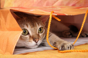 ¿Cómo motivar a un gato a jugar? 7 trucos fáciles