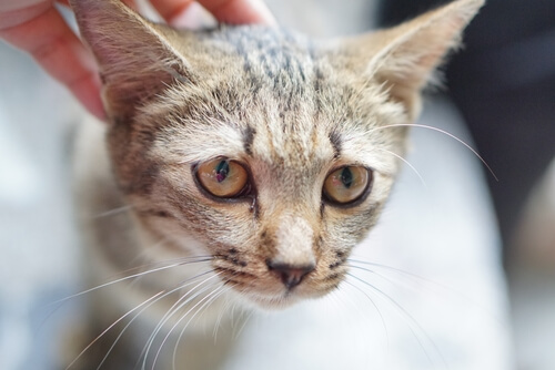 Gato callejero desnutrido