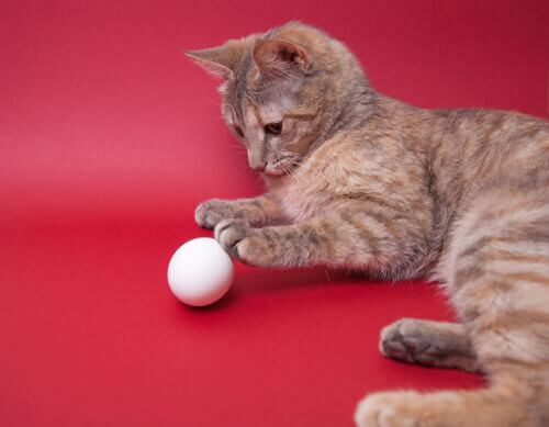 Gato con cáncer se dispone a comer un huevo