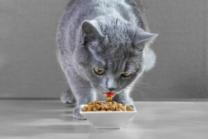 ¿Cómo cambiar la comida de un gato?