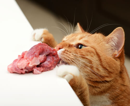 Gato comiendo carne
