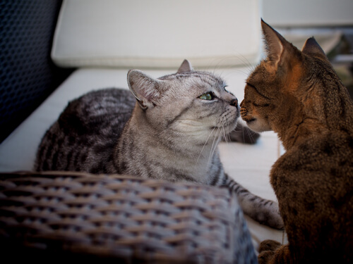 Gato después de la castración: ¿cuáles son sus cambios físicos?