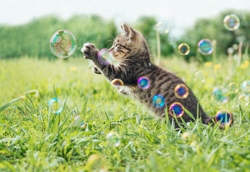 Gato jugando con pompas de jabón