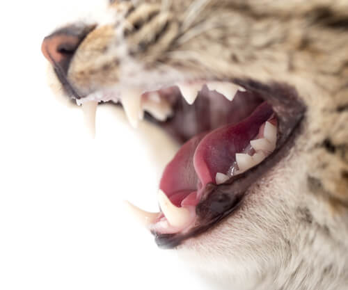 Gato mostrando los dientes