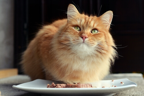Gato frente a plato de comida.