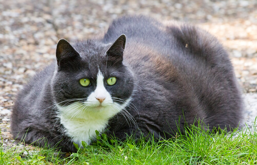 Gato con obesidad por diabetes mellitus.