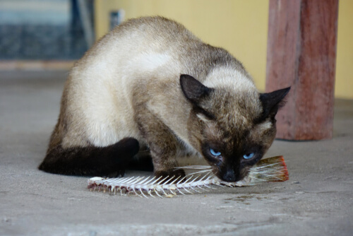 Gato con raspa de pescado
