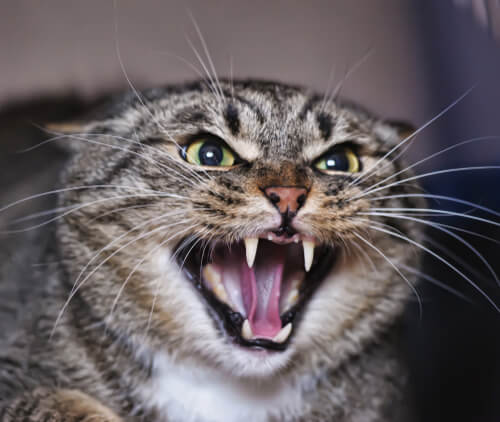 ¿Por qué los gatos se pueden volver agresivos?