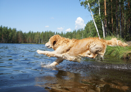 Golden retriever tirándose en el lago