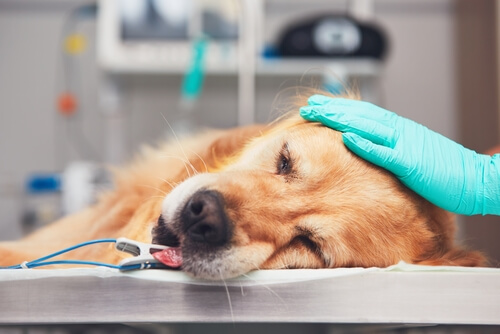 Golden retriever en el veterinario