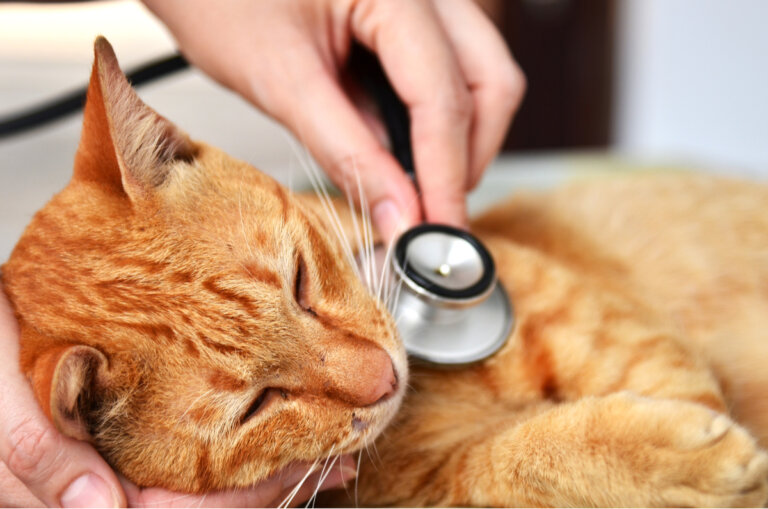 Hernia diafragmática en gatos: causas y síntomas