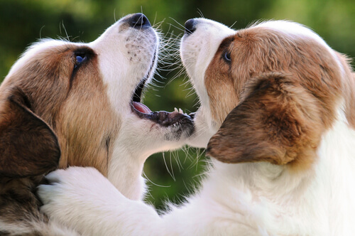 ¿Determina la genética la personalidad en los perros?