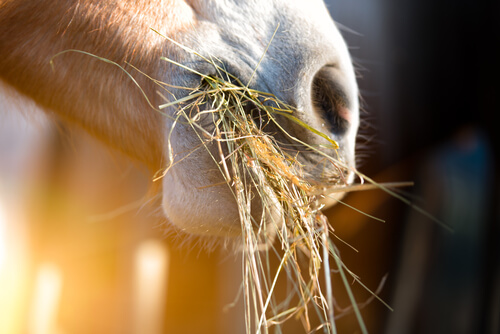 ¿Cómo cambiar la nutrición de un caballo de una manera saludable?